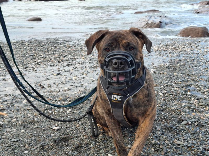undefined | Mastiff | undefined - 6