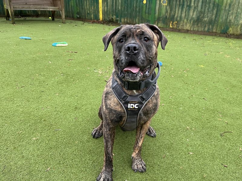 Norman | Mastiff | Ilfracombe - 1