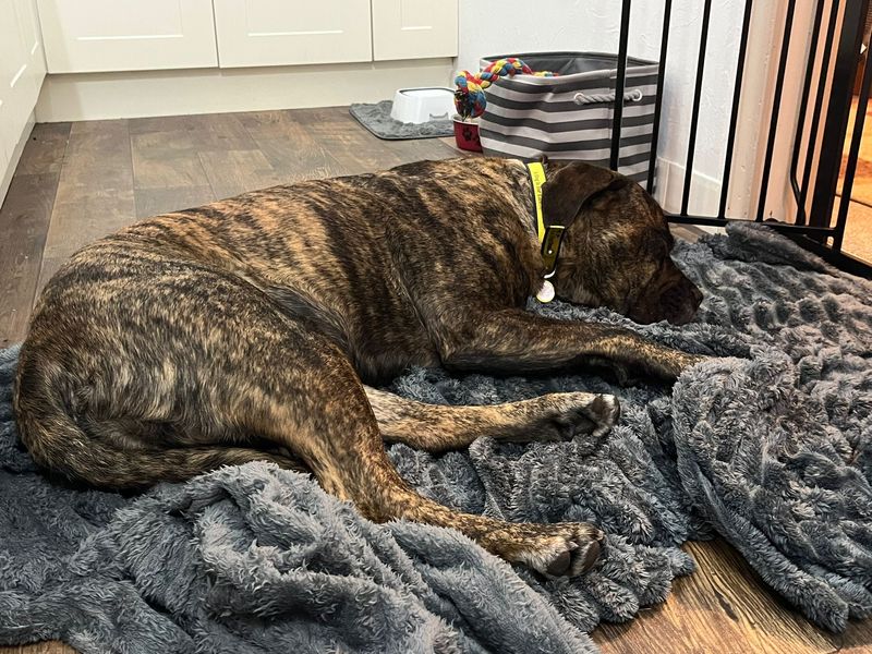 undefined | Mastiff | undefined - 7