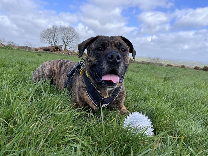 undefined | Mastiff | undefined - 8