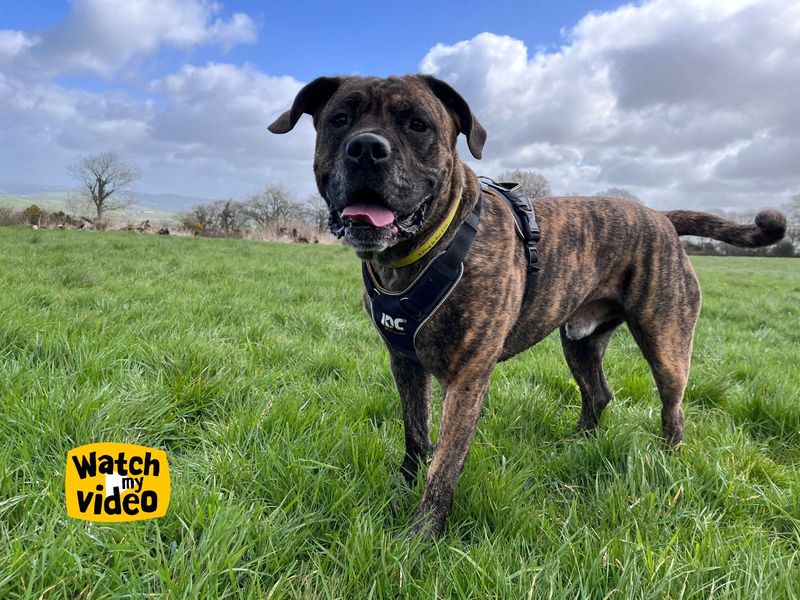 Norman | Mastiff | Ilfracombe - 1