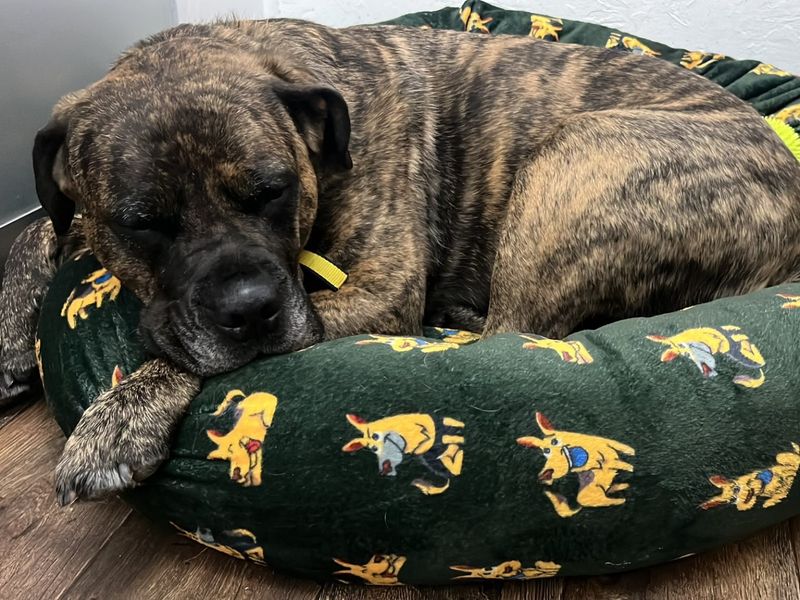 Norman | Mastiff | Ilfracombe - 8