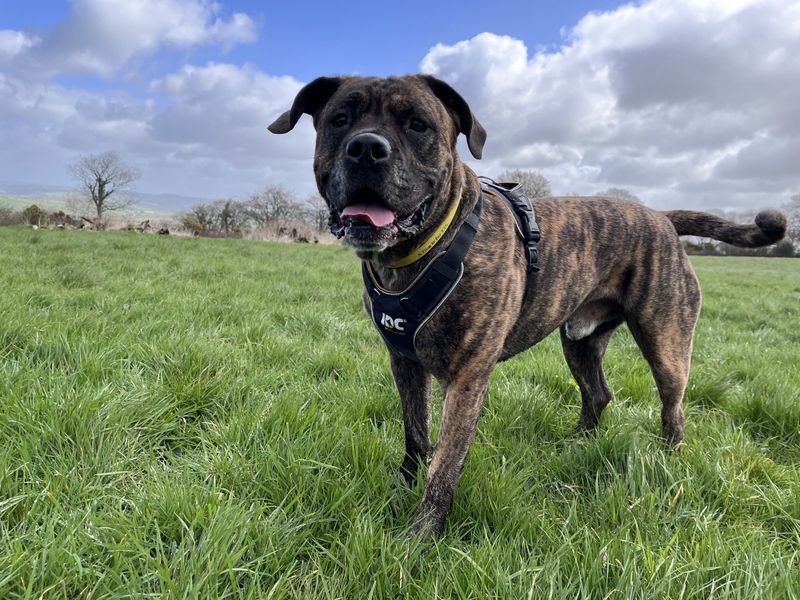 Norman | Mastiff | Ilfracombe - 9