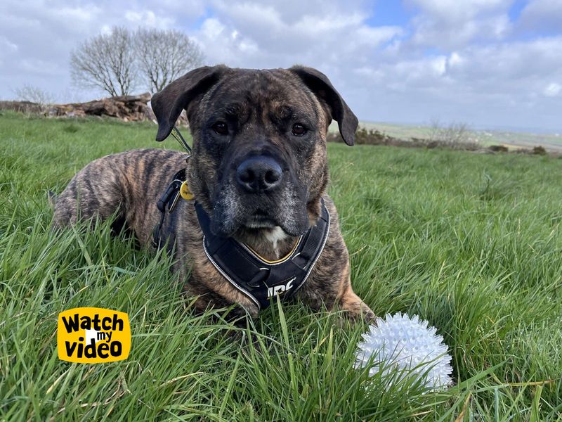 Norman | Mastiff | Ilfracombe - 6