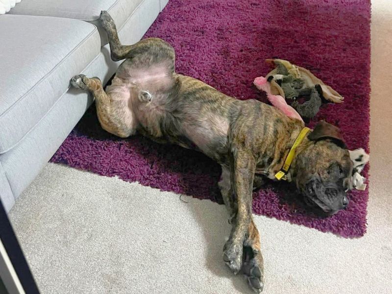 Norman | Mastiff | Ilfracombe - 7