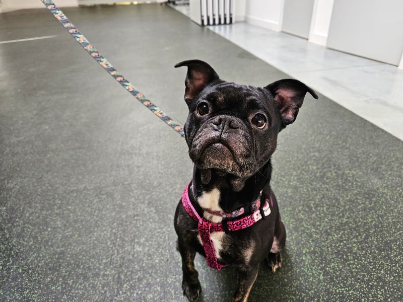 Pug for adoption in Evesham, Worcestershire – 3 years old - Image 3 of 4