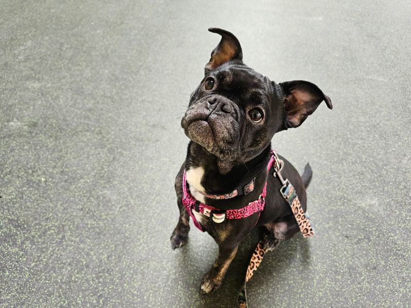 Pug for adoption in Evesham, Worcestershire – 3 years old - Image 2 of 4