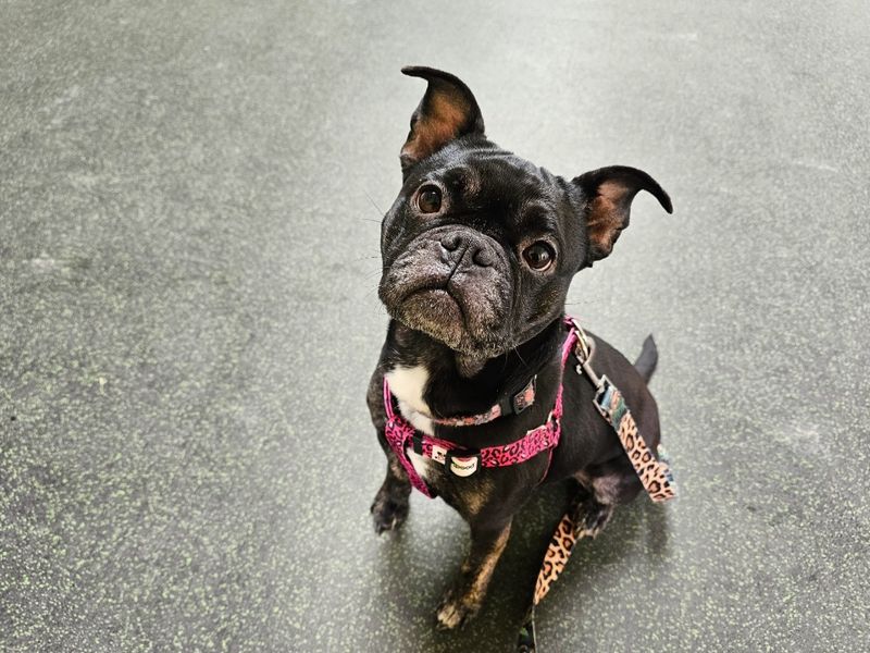 Pug for adoption in Evesham, Worcestershire – 3 years old - Image 4 of 4