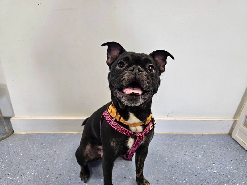 Winnie | French Bulldog Cross | Evesham (Worcestershire) - 5