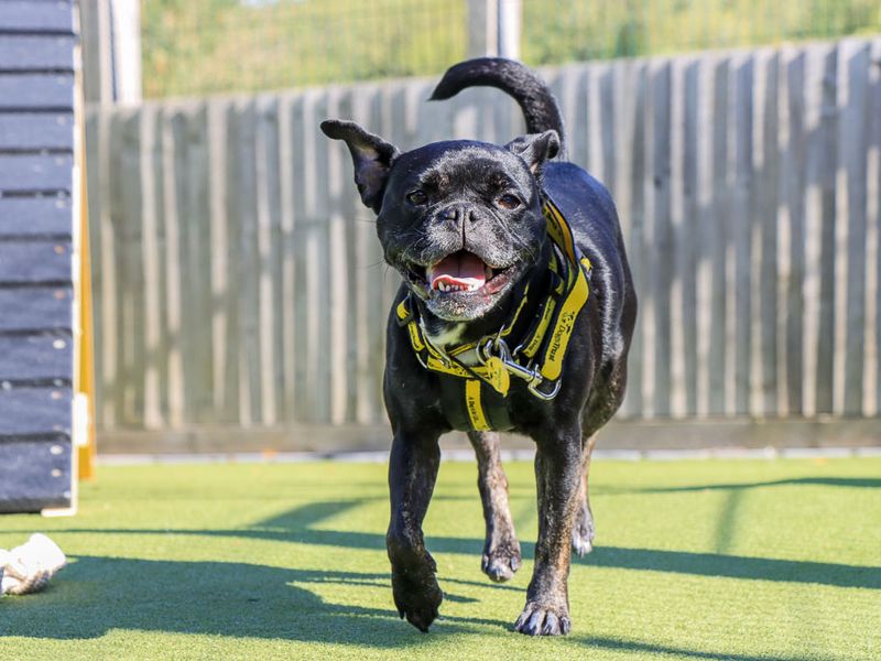 Winnie | French Bulldog Cross | Evesham (Worcestershire) - 10