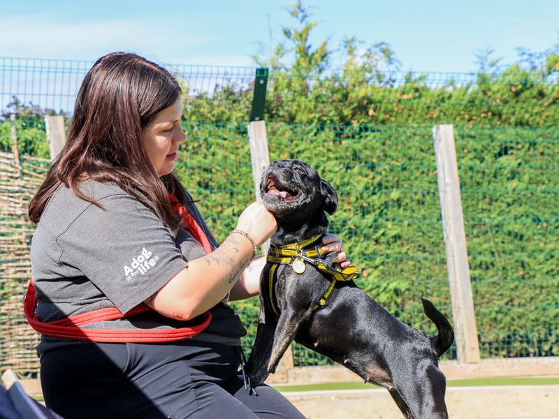 Winnie | French Bulldog Cross | Evesham (Worcestershire) - 3