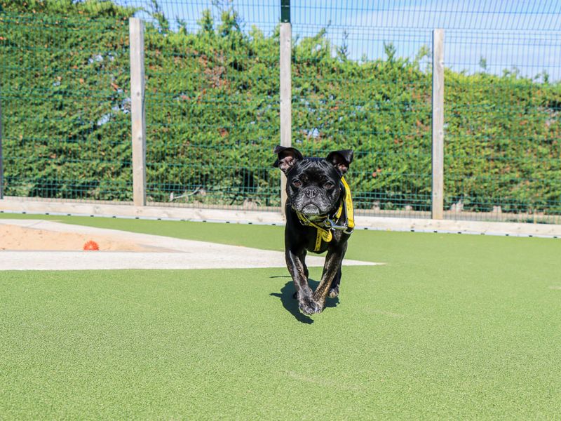 Winnie | French Bulldog Cross | Evesham (Worcestershire) - 8