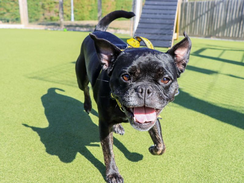 Winnie | French Bulldog Cross | Evesham (Worcestershire) - 6