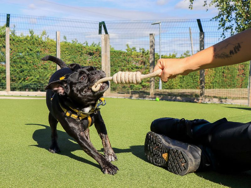 Winnie | French Bulldog Cross | Evesham (Worcestershire) - 2