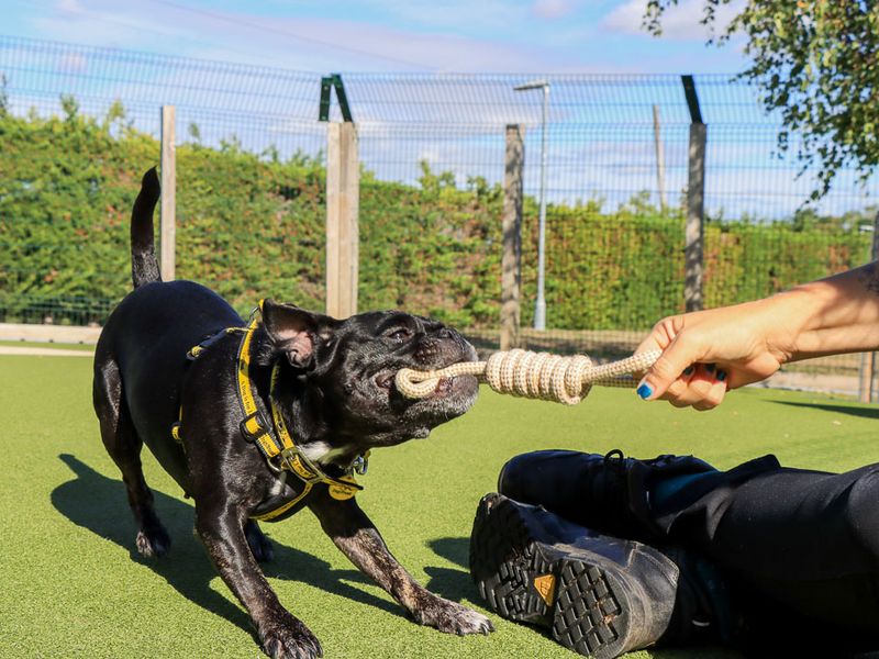 Winnie | French Bulldog Cross | Evesham (Worcestershire) - 4