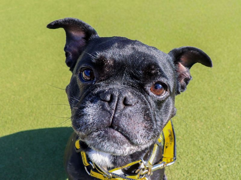 Winnie | French Bulldog Cross | Evesham (Worcestershire) - 7