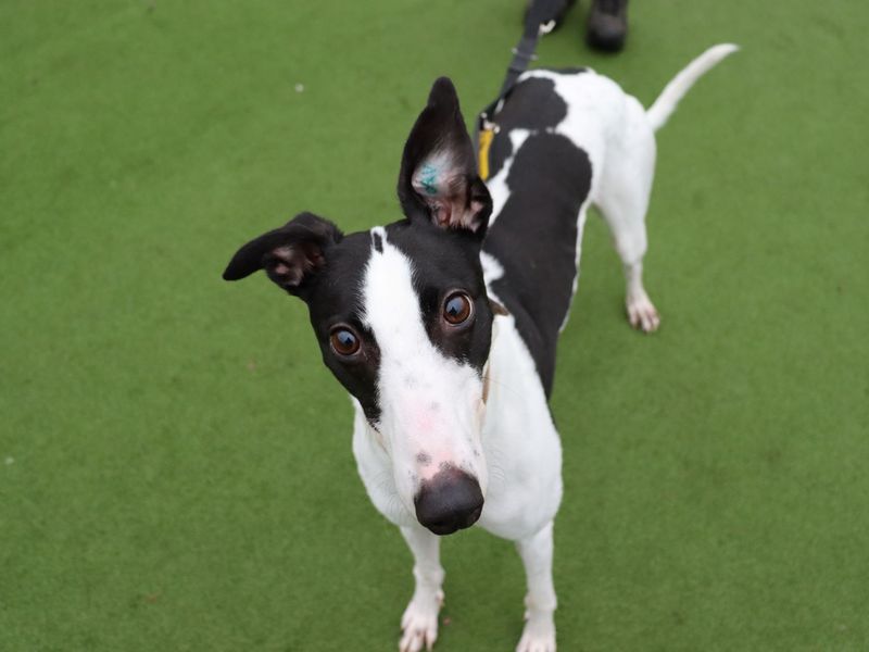 Greyhound for adoption in Glasgow – 3 years old - Image 3 of 4