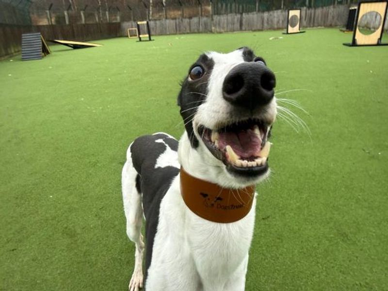 Greyhound for adoption in Glasgow, Scotland – 3 years old