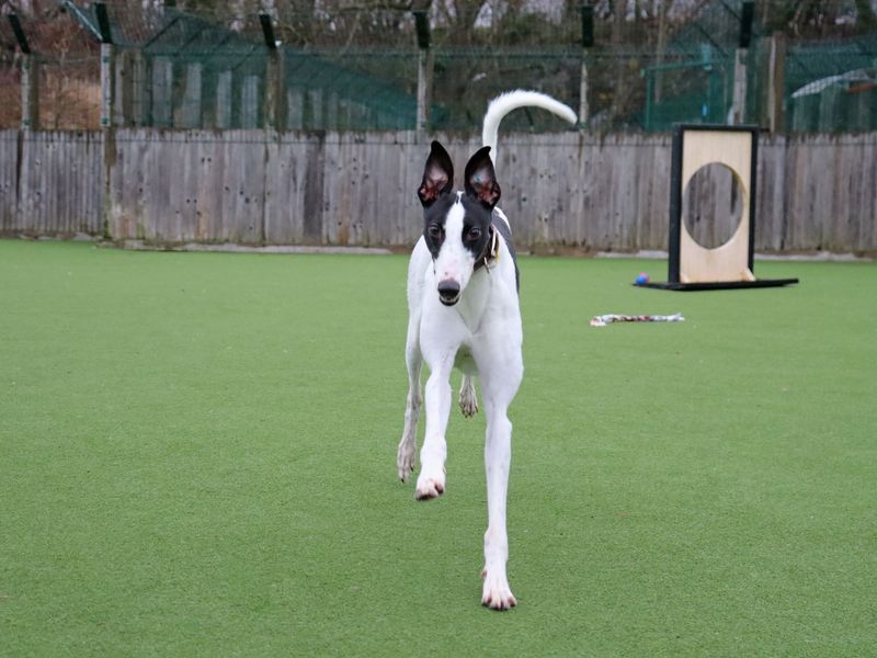 Greyhound for adoption in Glasgow – 3 years old - Image 4 of 4