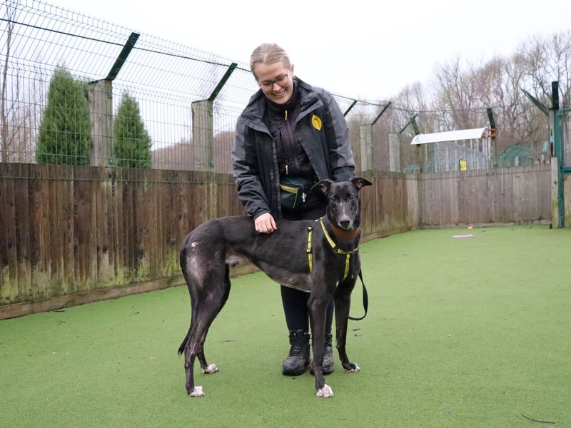 Greyhound for adoption in Glasgow, Scotland – 5 years old
