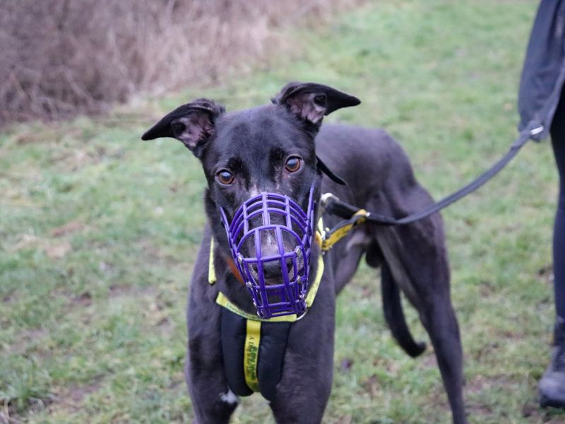Greyhound for adoption in Glasgow – 5 years old - Image 3 of 3