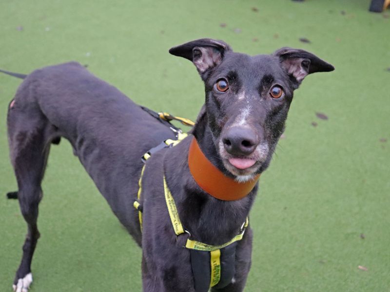Greyhound for adoption in Glasgow – 5 years old - Image 2 of 3