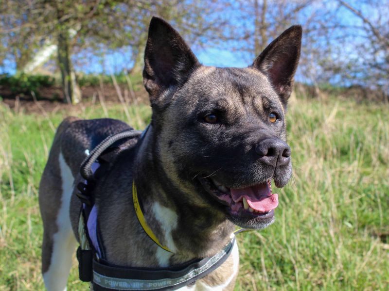 Barbara, a 4 years old female Akita available for adoption from Dogs Trust in Darlington, County Durham
