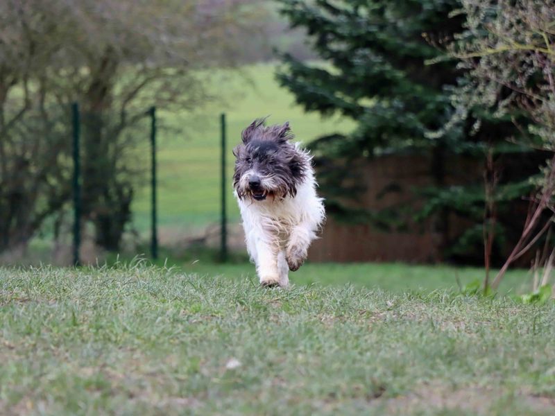 Scruff | Terrier (Cairn) Cross | Darlington - 2