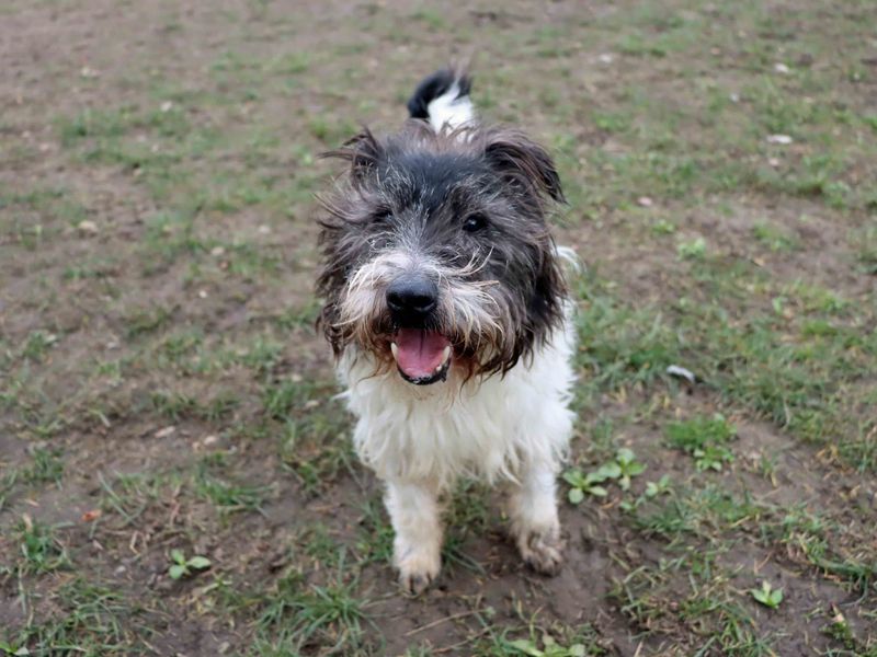 Scruff | Terrier (Cairn) Cross | Darlington - 1