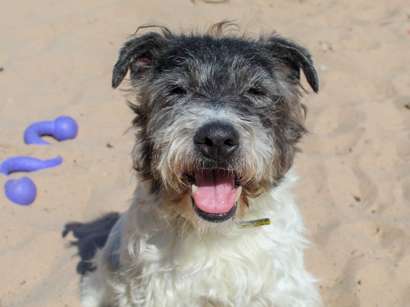 Scruff | Terrier (Cairn) Cross | Darlington - 3