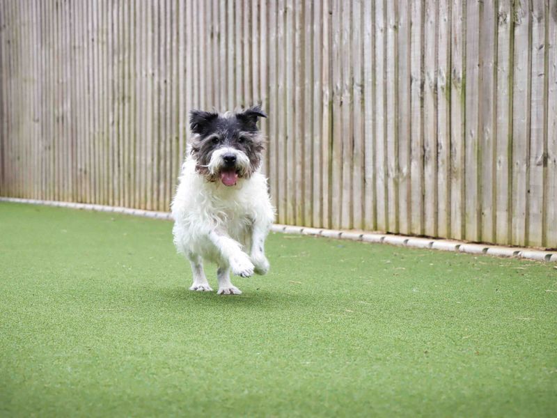 Scruff | Terrier (Cairn) Cross | Darlington - 2