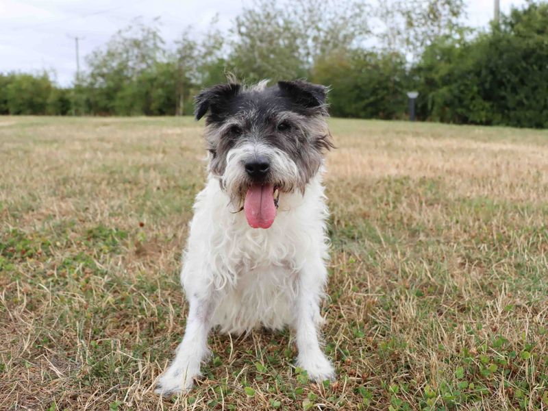 Scruff | Terrier (Cairn) Cross | Darlington - 4