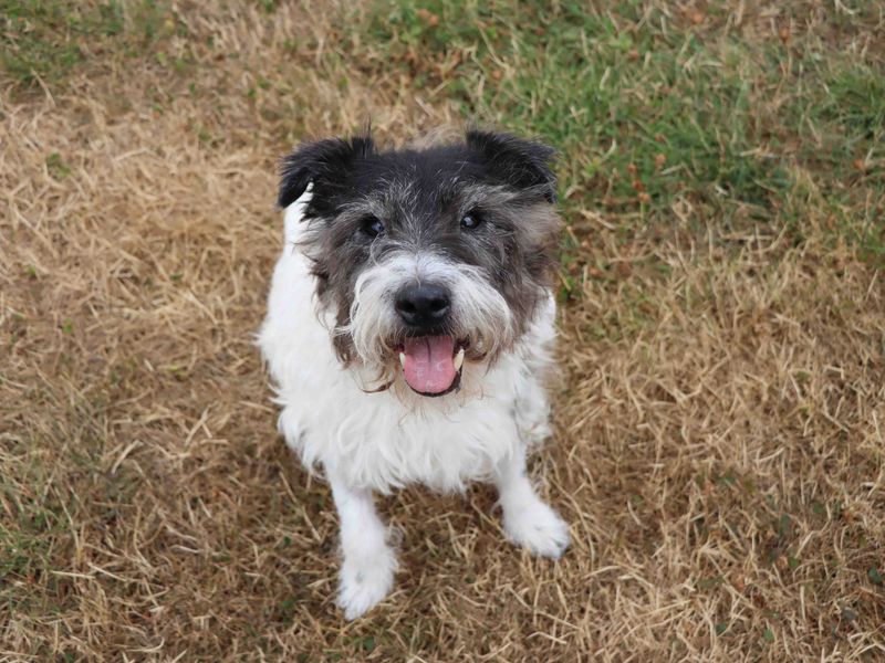 Scruff | Terrier (Cairn) Cross | Darlington - 5