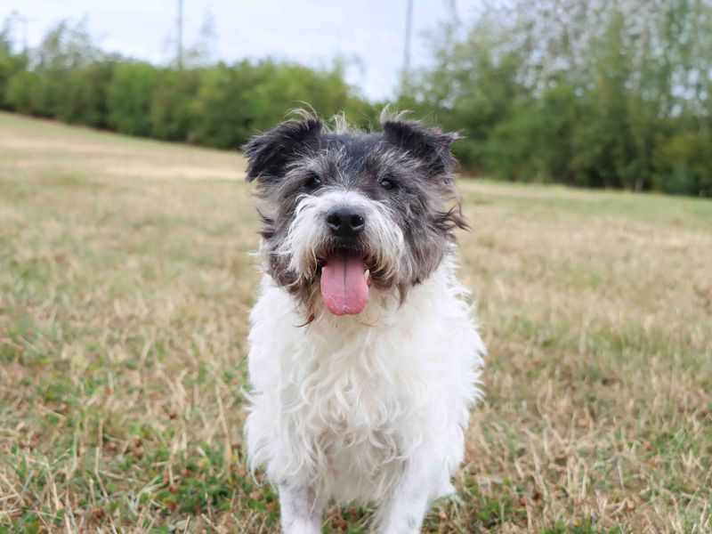Scruff | Terrier (Cairn) Cross | Darlington - 1