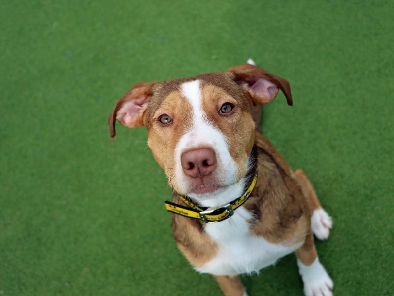 Staffordshire Bull Terrier for adoption in Sadberge, Durham – 7 months old - Image 3 of 4