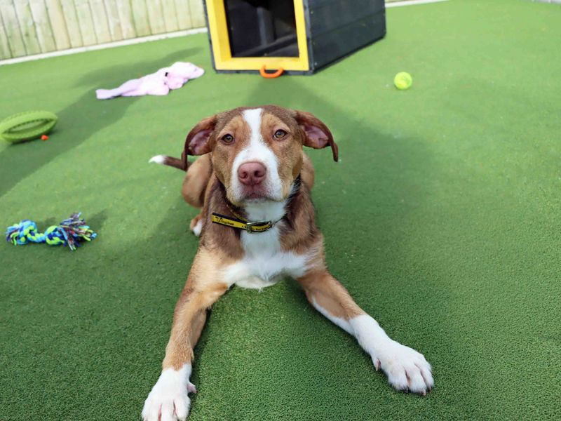 Staffordshire Bull Terrier for adoption in Sadberge, Durham – 7 months old - Image 2 of 4