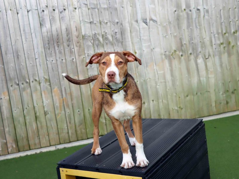 Staffordshire Bull Terrier Dogs And Puppies For Adoption