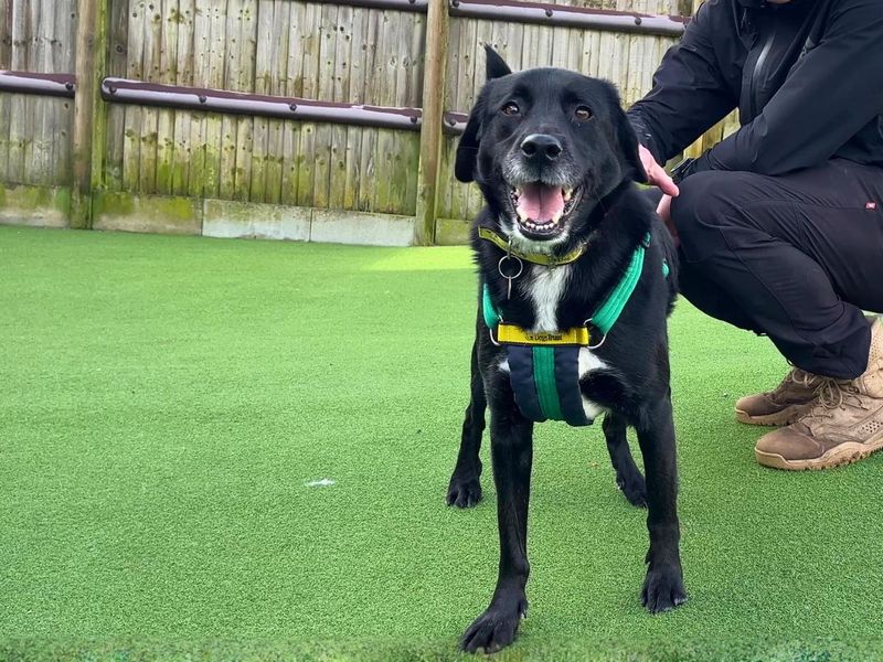 Chelsea - Image 6 of 9