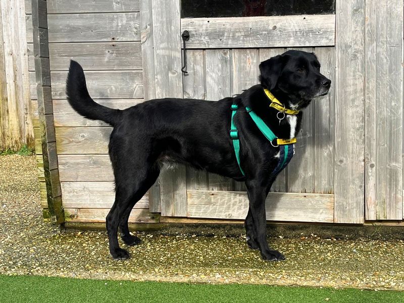 Chelsea | Retriever (Labrador) Cross | Salisbury (Wiltshire) - 1