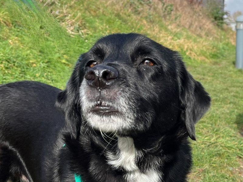 Chelsea - Image 7 of 9