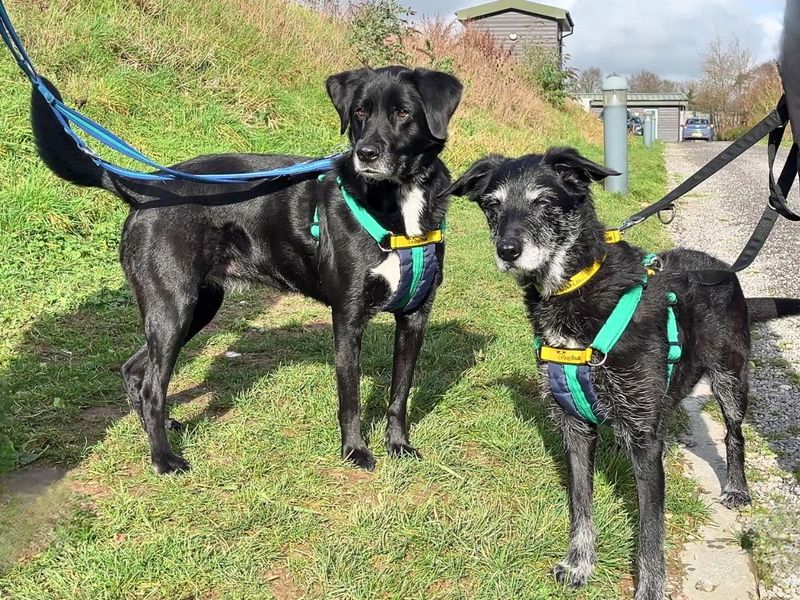 Chelsea - Image 4 of 9