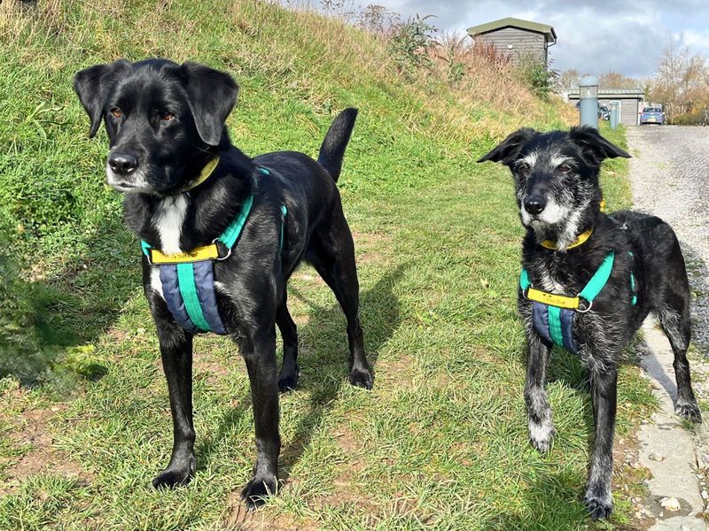 Chelsea - Image 2 of 9