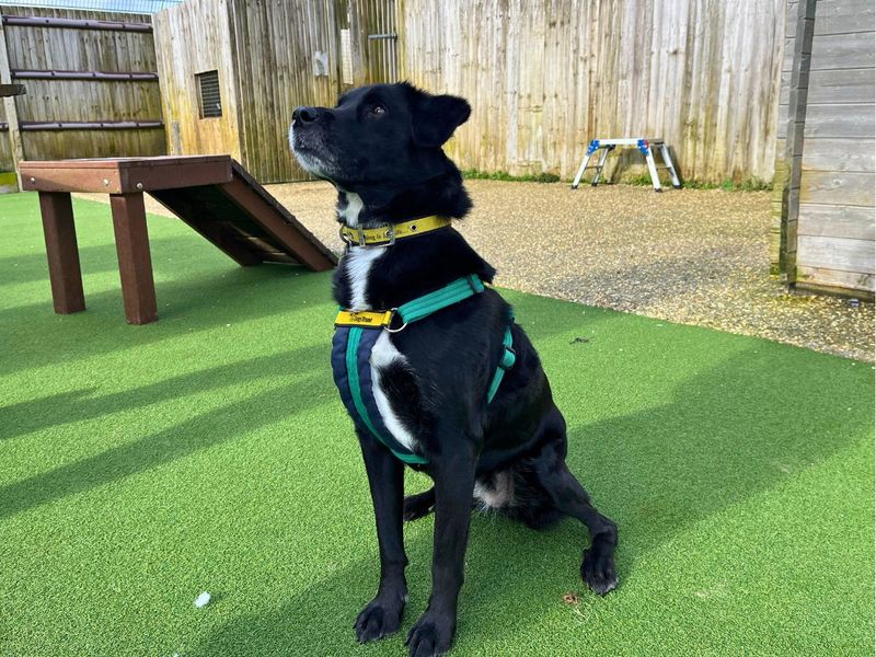 Chelsea - Image 9 of 9