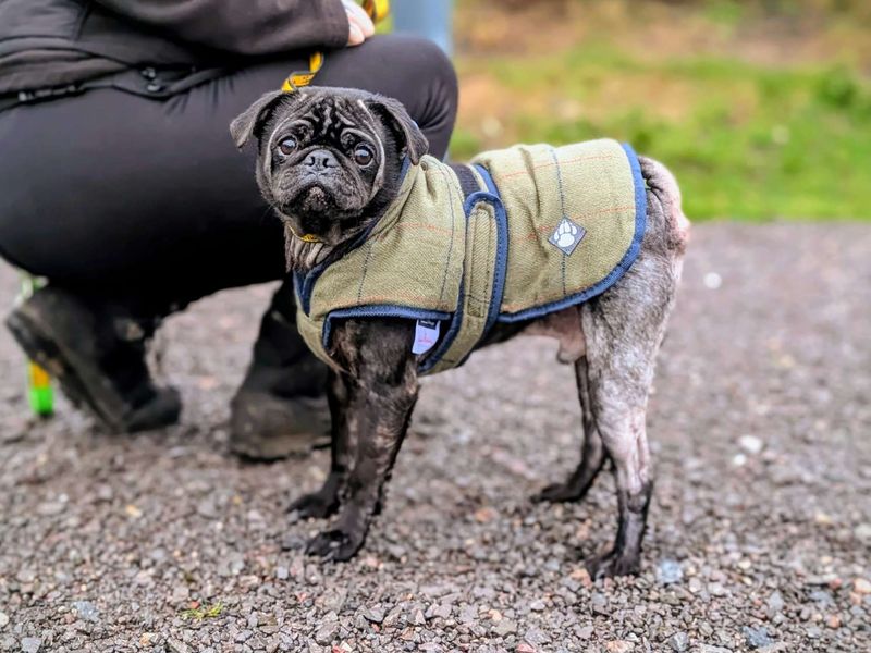 Ziggy | Pug | Cardiff - 1