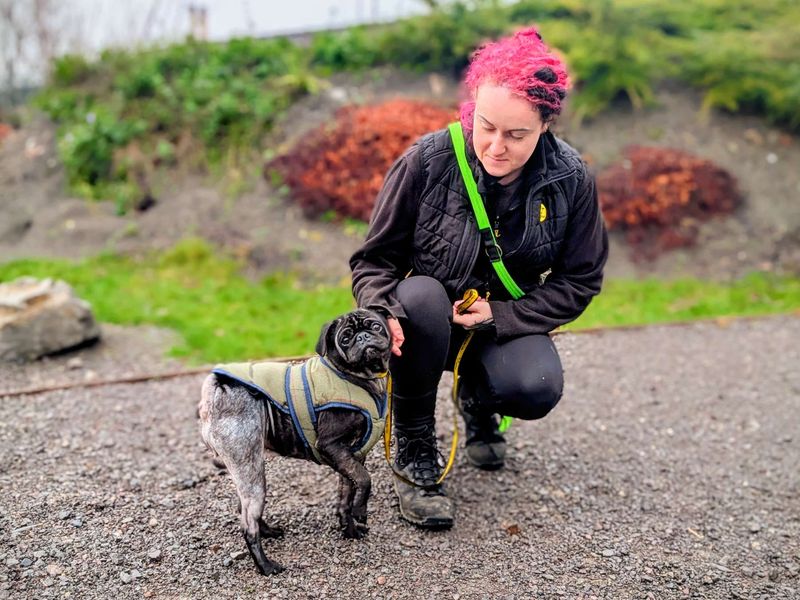 Pug for adoption in Cardiff – 4 years old - Image 3 of 3