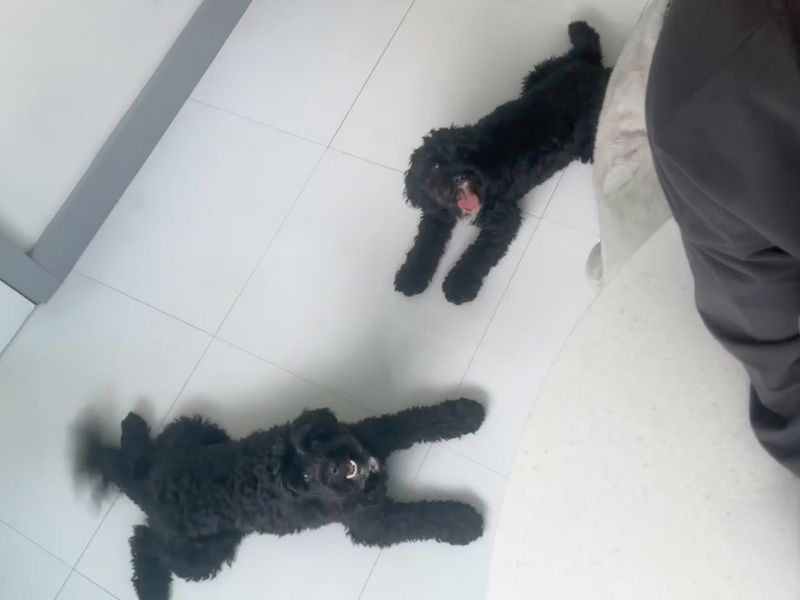 Max | Spaniel (Cavalier King Charles) Cross | Basildon (Essex) - 1