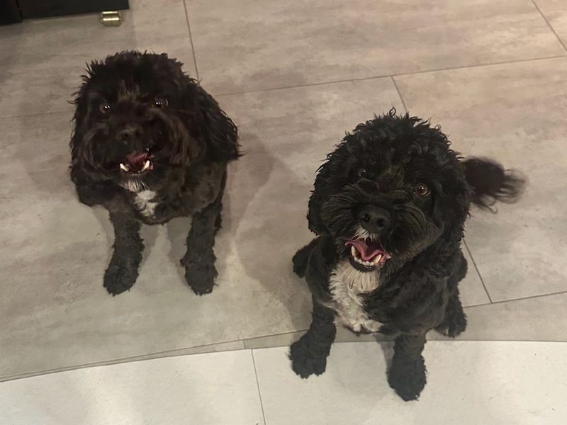 Cavalier King Charles Spaniel Dogs And Puppies For Adoption