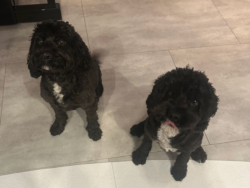 Marley - Image 2 of 5