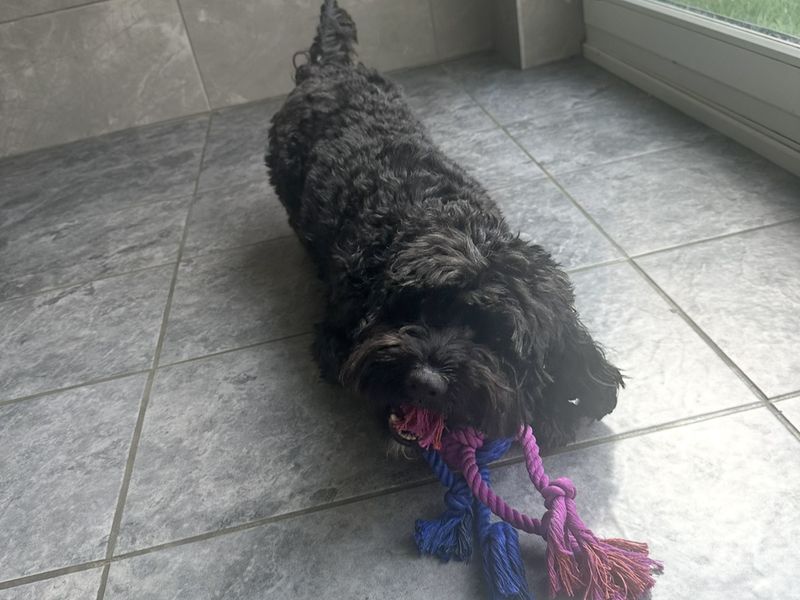 Marley - Image 5 of 5