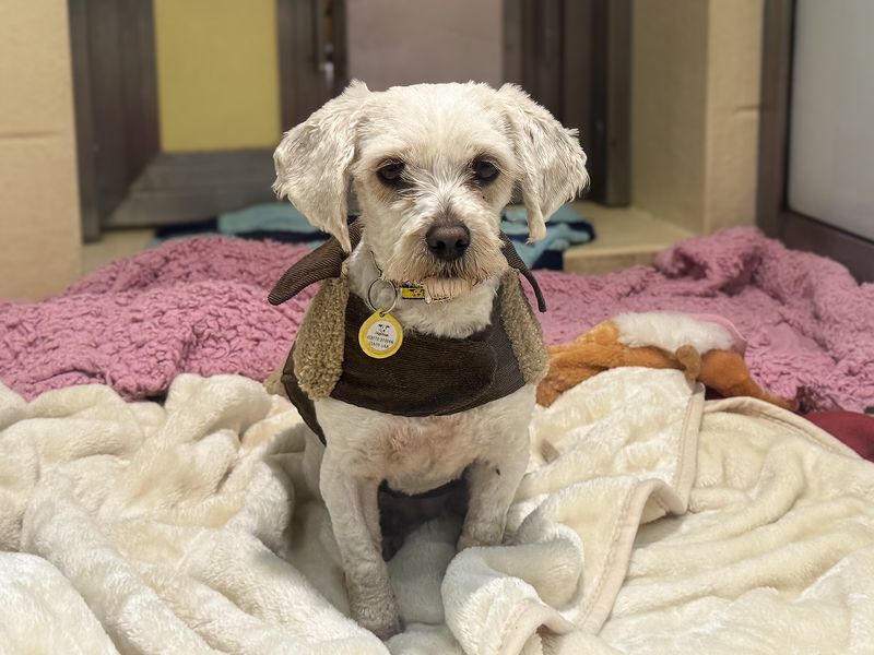 Doris, a 6 years old female Maltese available for adoption from Dogs Trust in Essex